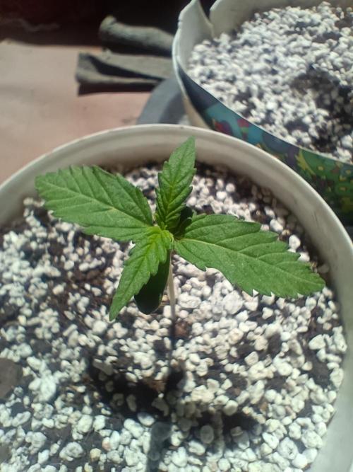 Northern lights blue & Mazar kush. Week 1