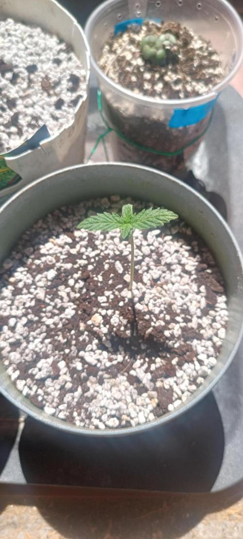 Northern lights blue & Mazar kush. Week 1