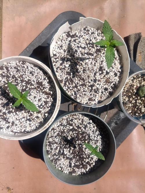 Northern lights blue & Mazar kush. Week 1