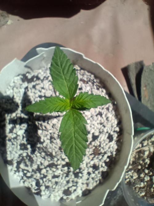 Northern lights blue & Mazar kush. Week 1