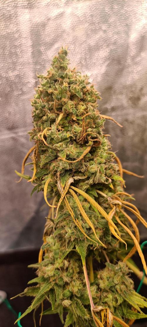 Mandarin panties 🍊 Seedstockers. Week 18