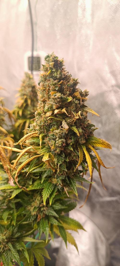 Mandarin panties 🍊 Seedstockers. Week 18