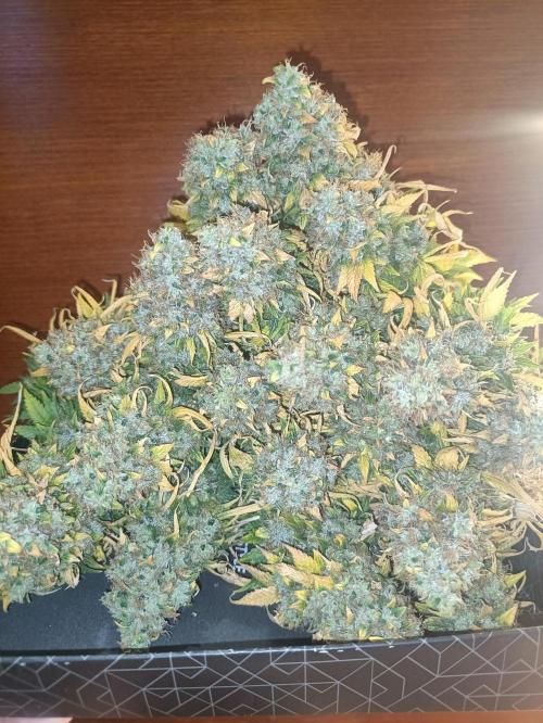 Mandarin panties 🍊 Seedstockers. Week 18