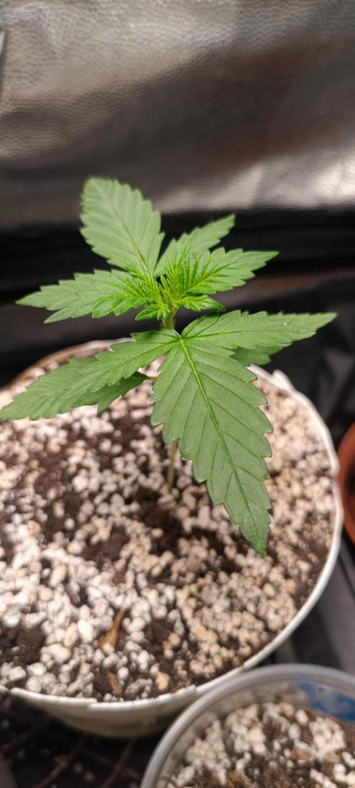 Northern lights blue & Mazar kush. Week 2