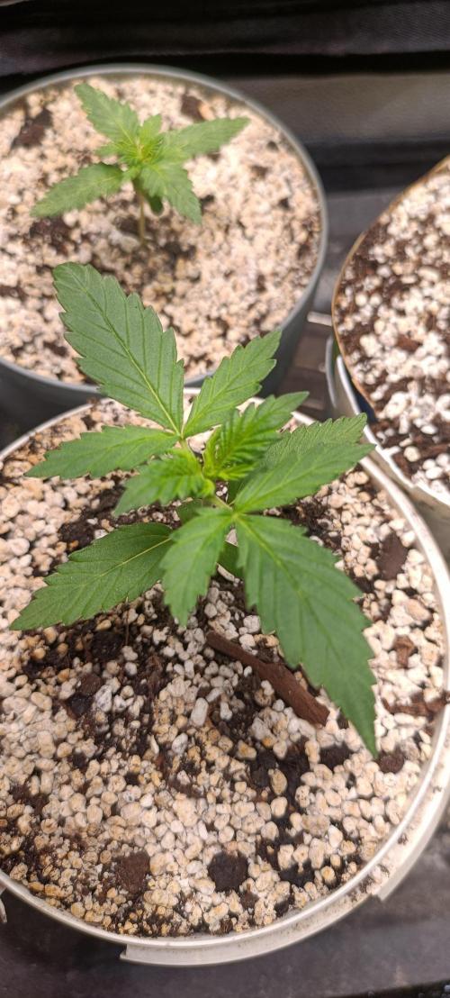 Northern lights blue & Mazar kush. Week 2