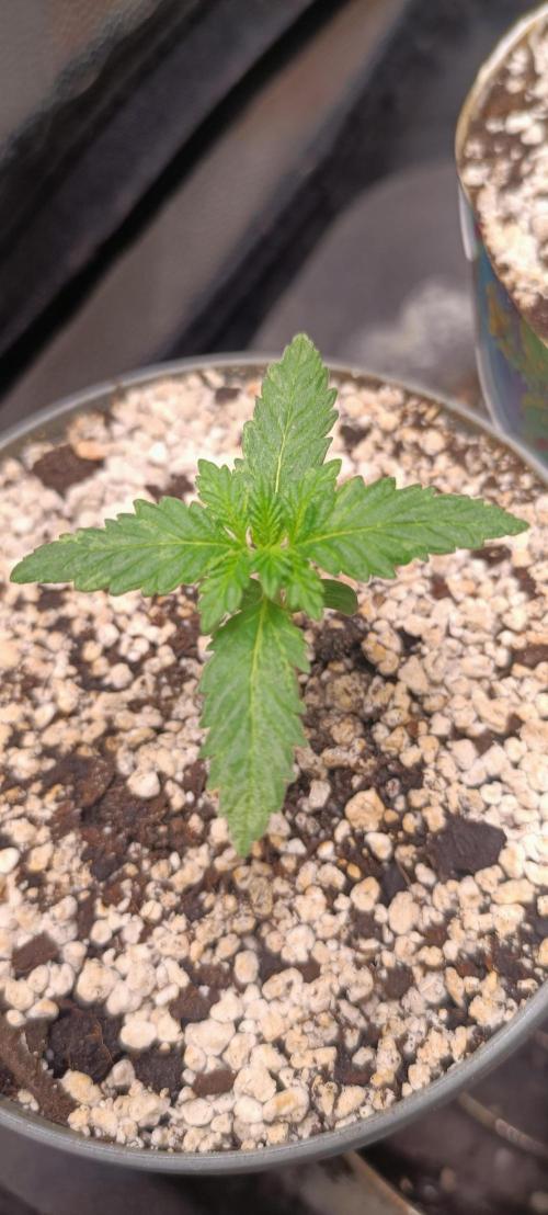Northern lights blue & Mazar kush. Week 2