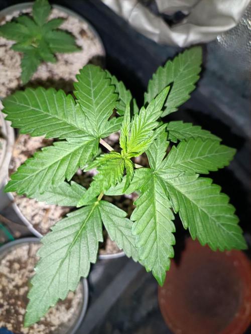Northern lights blue & Mazar kush. Week 2