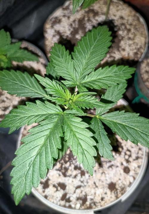 Northern lights blue & Mazar kush. Week 2