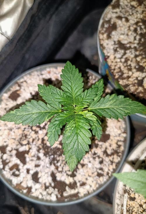 Northern lights blue & Mazar kush. Week 2