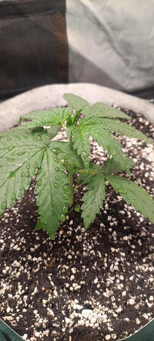 Northern lights blue & Mazar kush. Week 3