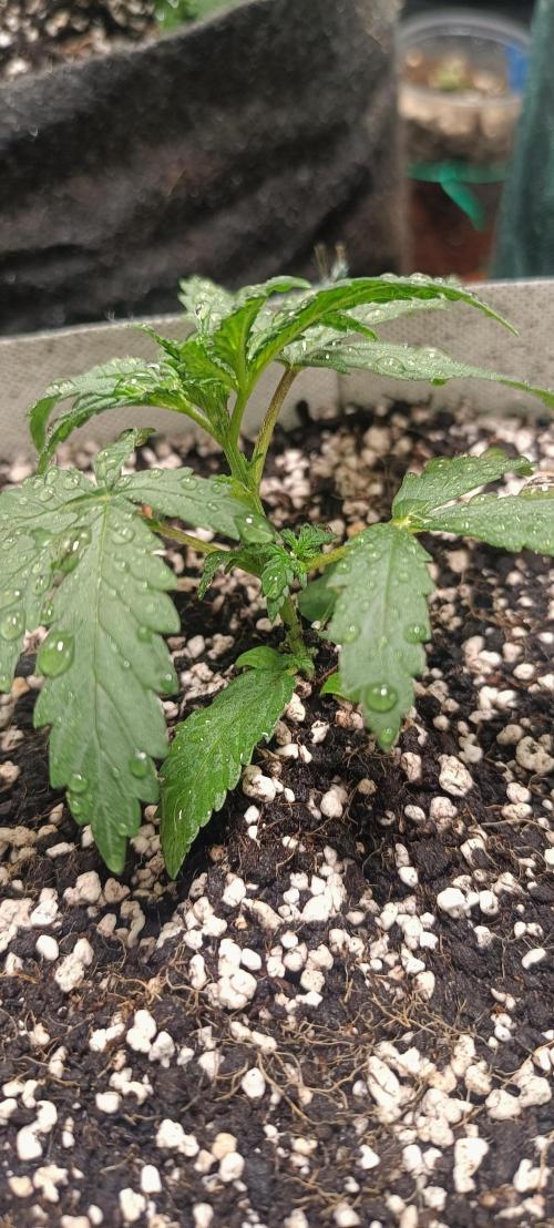 Northern lights blue & Mazar kush. Week 3