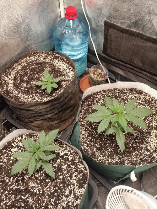 Northern lights blue & Mazar kush. Week 3