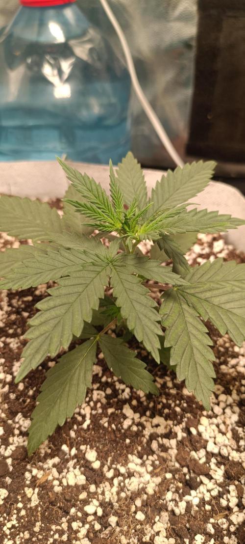 Northern lights blue & Mazar kush. Week 3