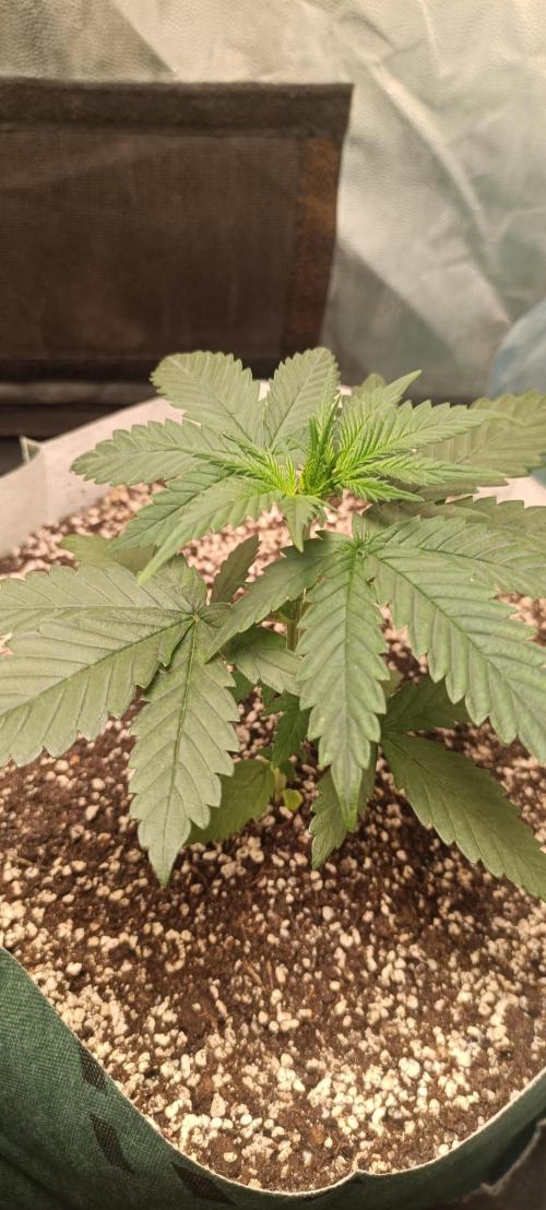 Northern lights blue & Mazar kush. Week 3