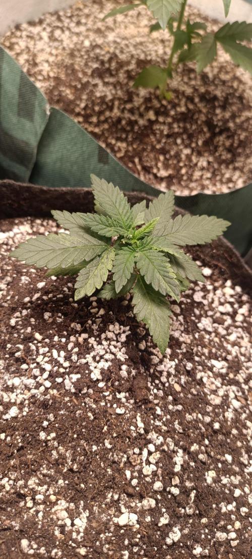 Northern lights blue & Mazar kush. Week 3