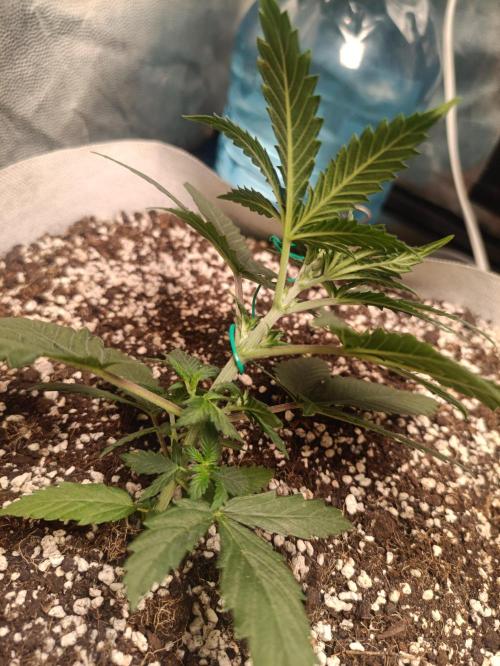 Northern lights blue & Mazar kush. Week 3