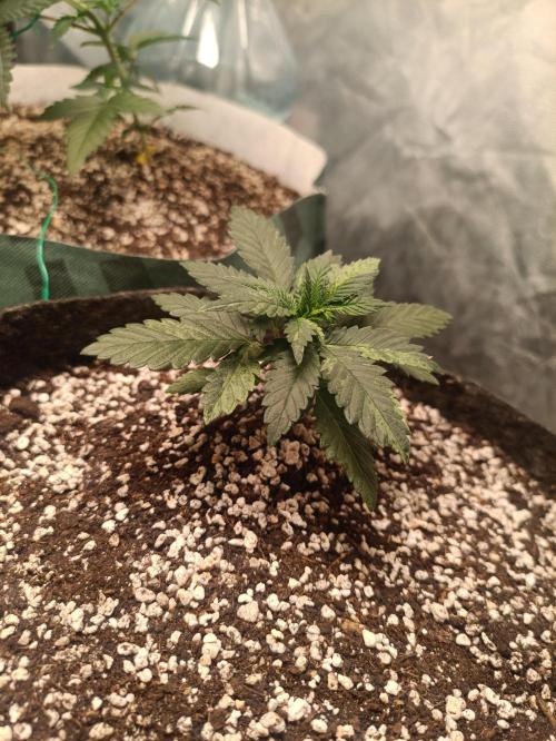Northern lights blue & Mazar kush. Week 3