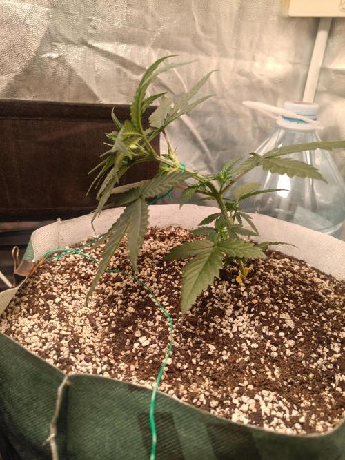Northern lights blue & Mazar kush. Week 3