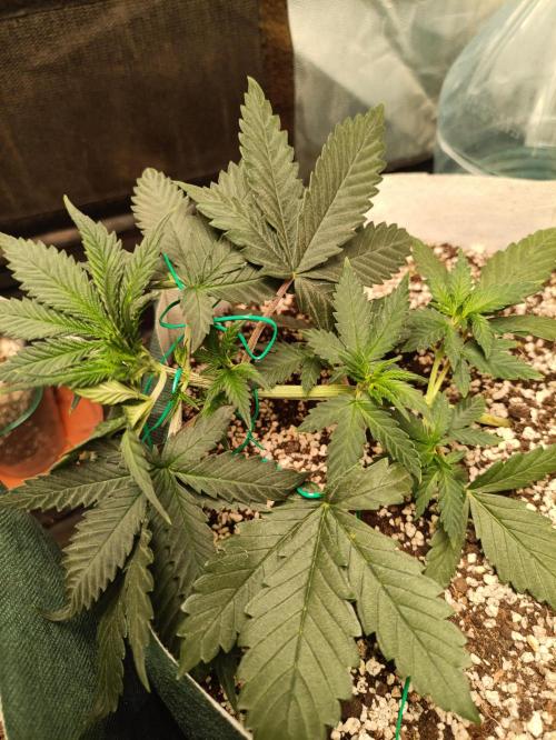 Northern lights blue & Mazar kush. Week 4