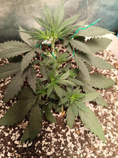 Northern lights blue & Mazar kush. Week 4