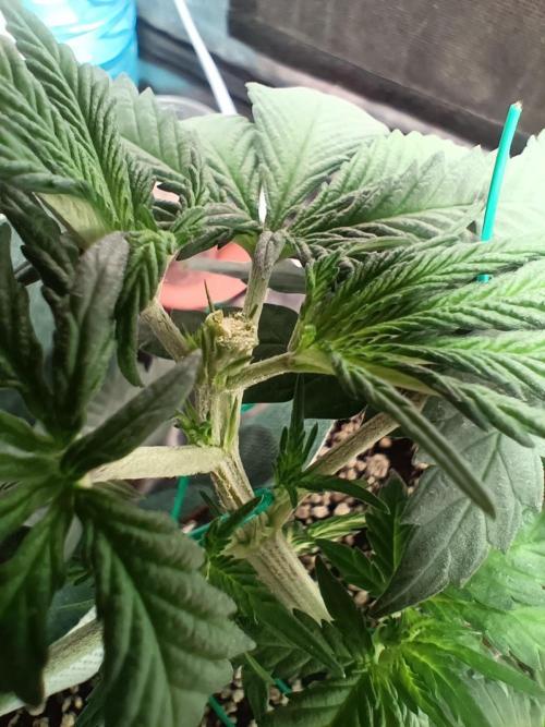 Northern lights blue & Mazar kush. Week 4