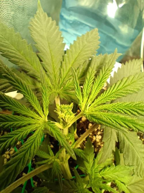 Northern lights blue & Mazar kush. Week 4