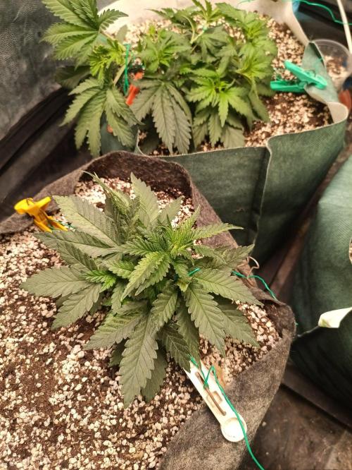 Northern lights blue & Mazar kush. Week 4