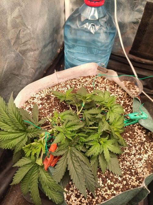 Northern lights blue & Mazar kush. Week 4