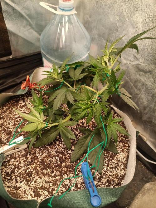 Northern lights blue & Mazar kush. Week 4