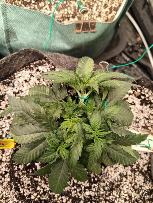 Northern lights blue & Mazar kush. Week 5 - Mazar