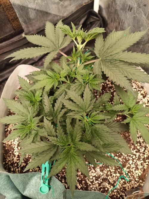 Northern lights blue & Mazar kush. Week 5 - NBL 