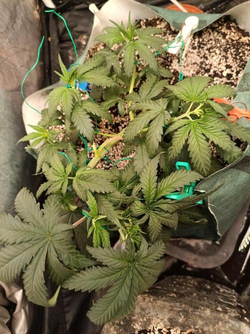 Northern lights blue & Mazar kush. Week 5 - NBL 