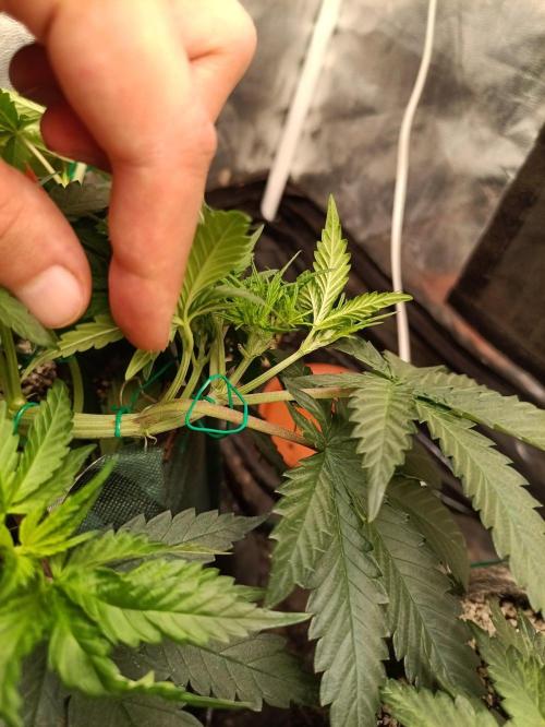 Northern lights blue & Mazar kush. Week 5
