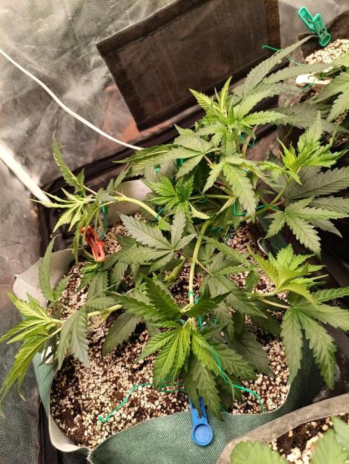 Northern lights blue & Mazar kush. Week 5