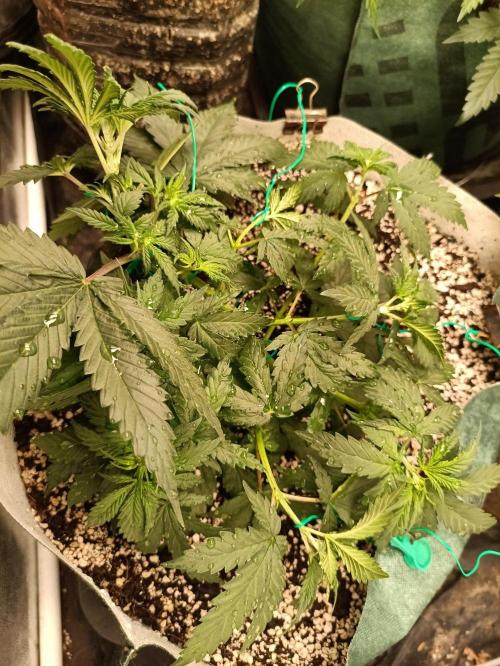 Northern lights blue & Mazar kush. Week 5