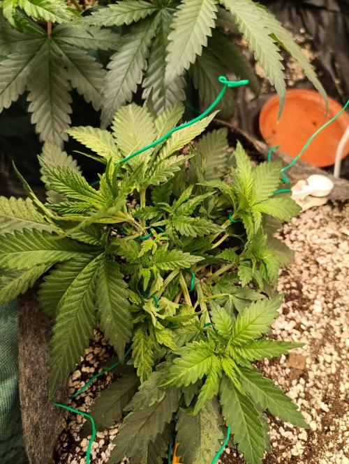 Northern lights blue & Mazar kush. Week 5