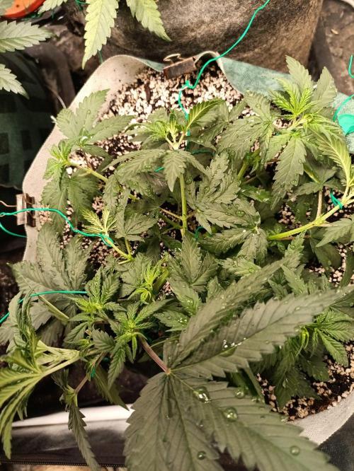 Northern lights blue & Mazar kush. Week 5