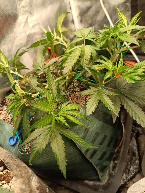Northern lights blue & Mazar kush. Week 5