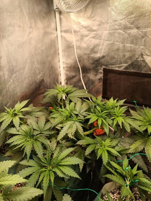 Northern lights blue & Mazar kush. Week 5