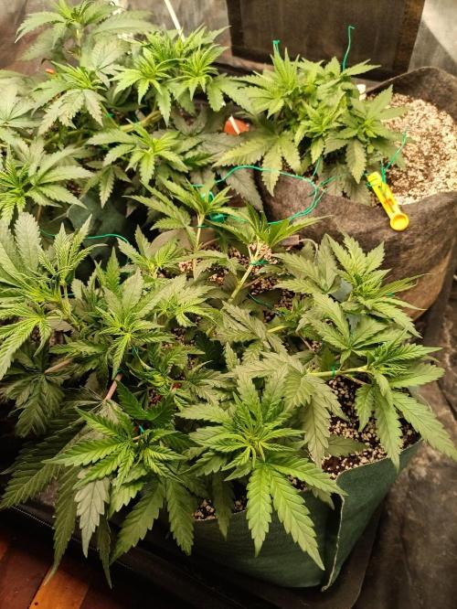Northern lights blue & Mazar kush. Week 5
