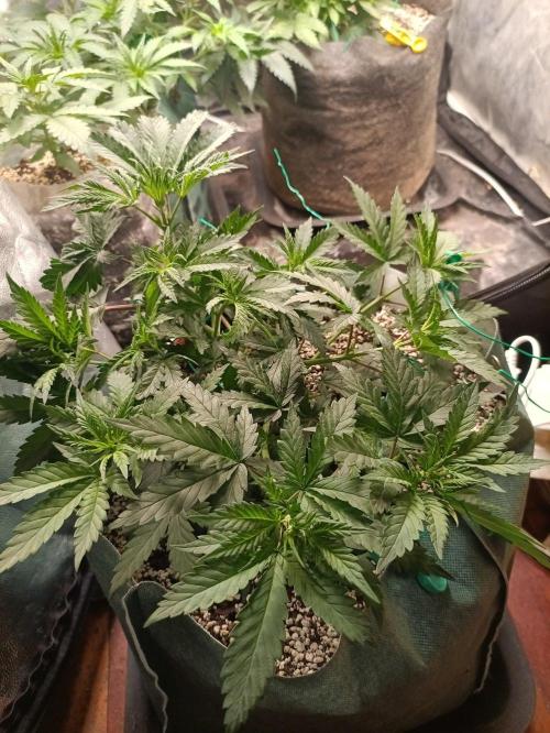 Northern lights blue & Mazar kush. Week 5