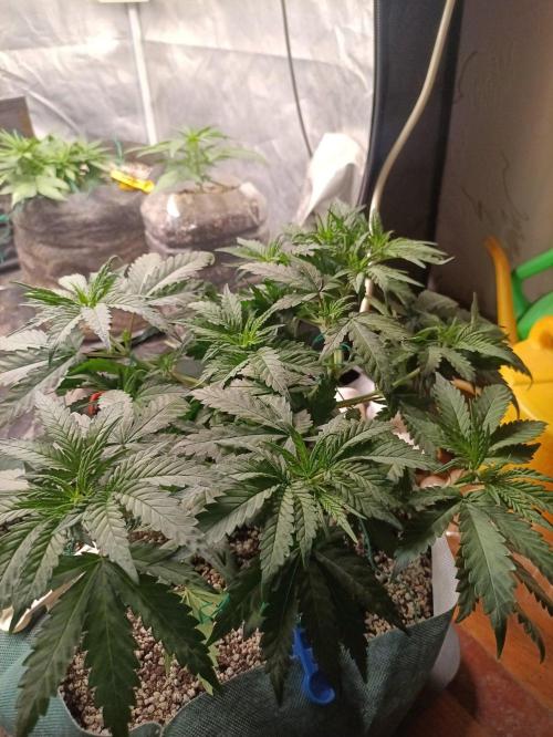 Northern lights blue & Mazar kush. Week 5