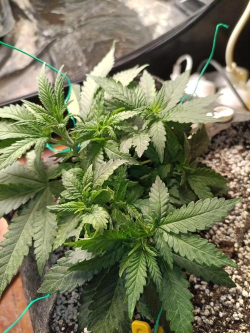 Northern lights blue & Mazar kush. Week 5