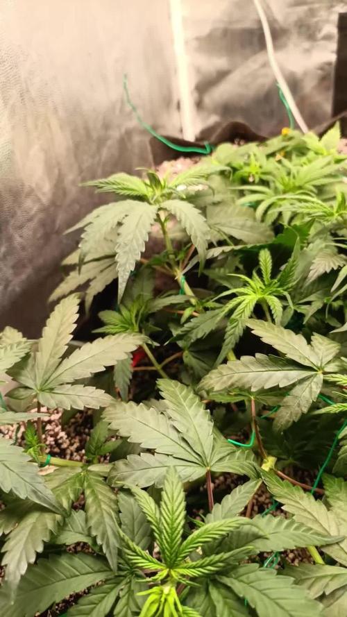 Northern lights blue & Mazar kush