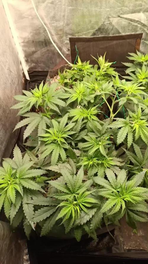 Northern lights blue & Mazar kush