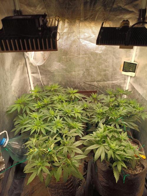 Northern lights blue & Mazar kush. Week 6
