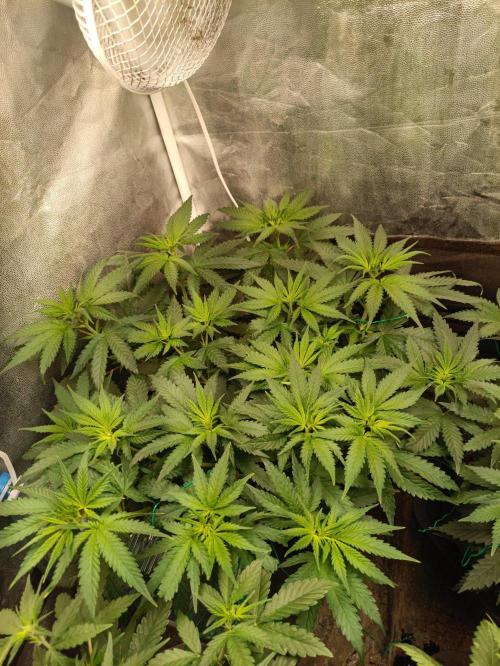 Northern lights blue & Mazar kush. Week 6 - NLB 1