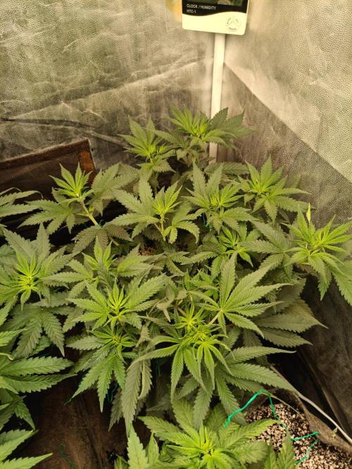 Northern lights blue & Mazar kush. Week 6 - NLB 2