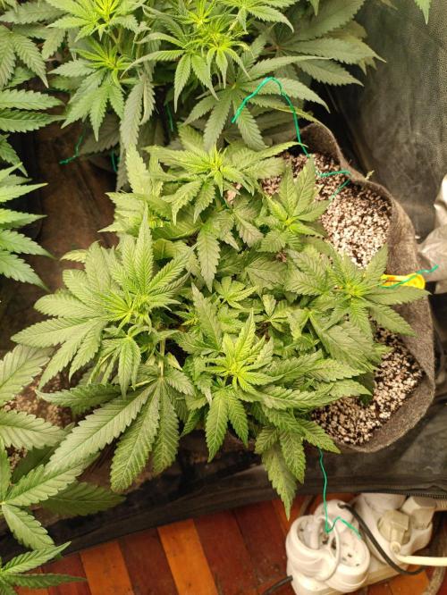 Northern lights blue & Mazar kush. Week 6 - Mazar