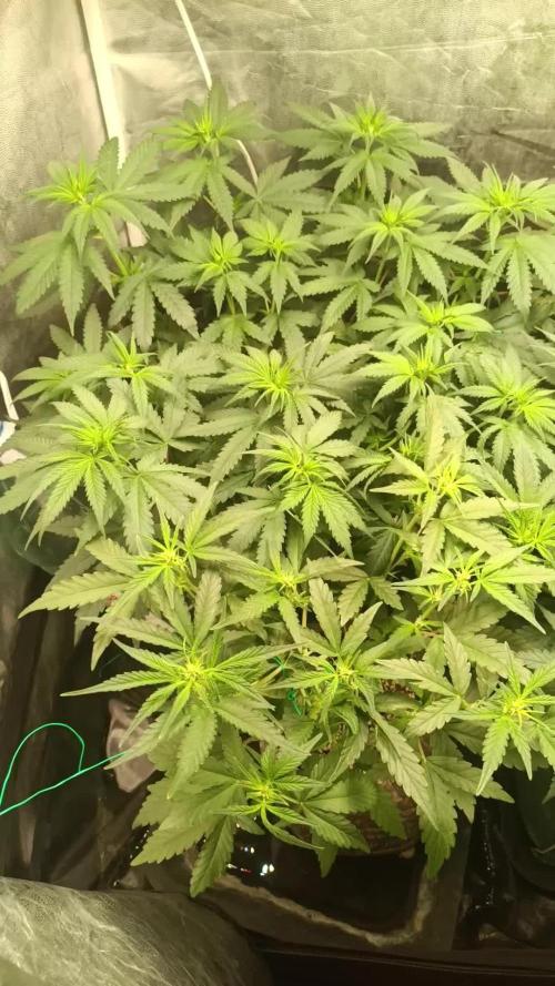 Northern lights blue & Mazar kush